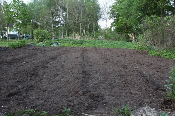 Nyplanterad potatis i jord med höga lindar i bakgrunden och en städad trädgård.