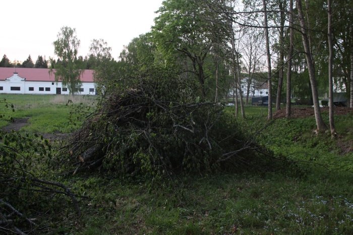 Hög med nyligen beskurna trädgrenar på en gräsmark med byggnader i bakgrunden.