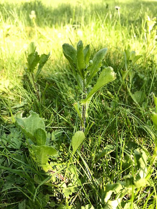 Kraftigt ogräs med gröna blad bland gräs i en gräsmatta, svårt att rycka upp.