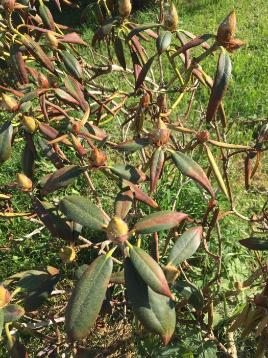 Rhododendron med delvis brunaktiga blad och öppnande knoppar i soligt väder.