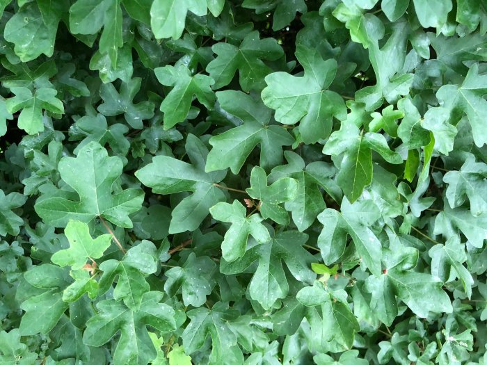 Tät häck med gröna blad, eventuell identifiering av häcktyp för förtätning.