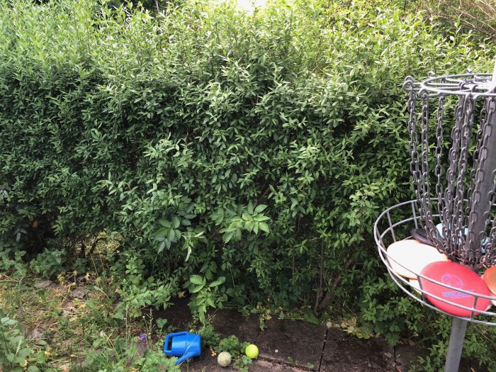 Tät häck med gröna blad och ett parti där plantor saknas, i förgrunden en blå vattenkanna och frisbeegolfkorg.