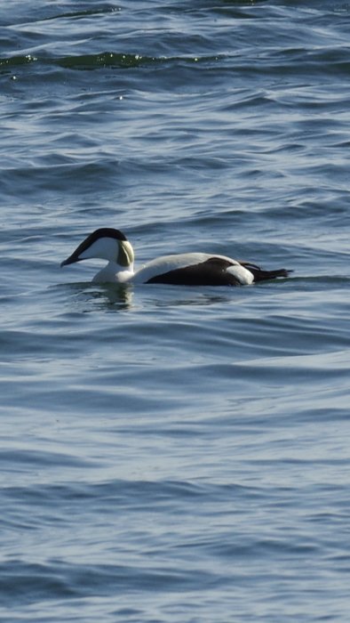 Ejder simmar på vatten med tydlig svart och vit fjäderdräkt och karakteristisk näbbform.