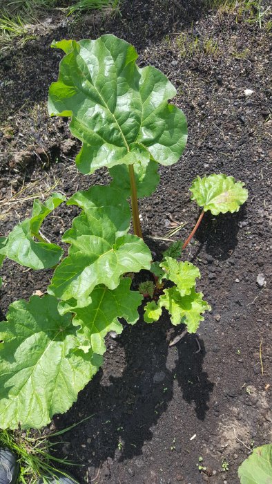 Två rabarberplantor i jord, en pigg och en slokande, med fläckar och hål på bladen.