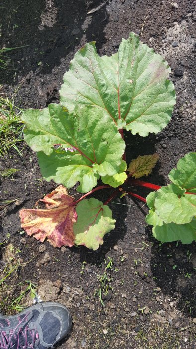 Rabarberplantor i jord, en slokar med fläckiga blad, den andra ser frisk ut, med sko synlig.