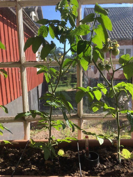 Tomatplantor av sorten 'Tiny Tim' som växer inomhus framför ett fönster med utsikt mot en trädgård.