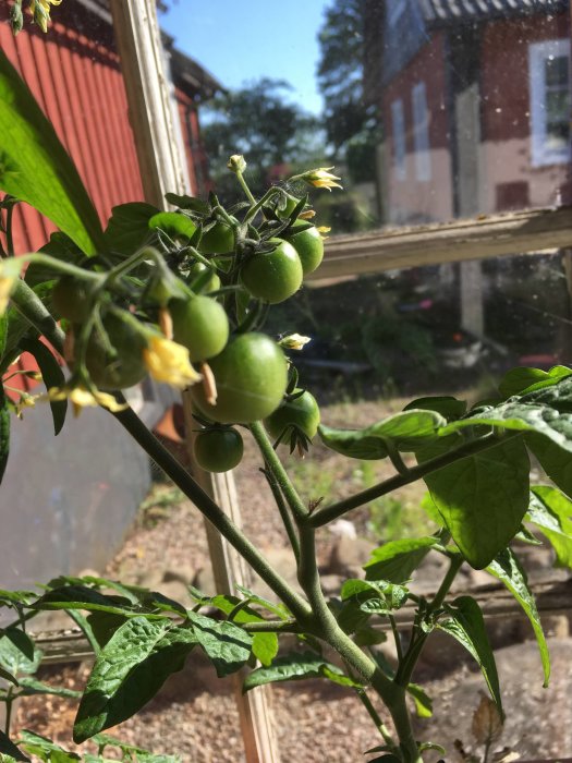 Tiny Tim-tomatplanta med gröna omogna frukter och blommor, inomhus bakom en glasruta med utsikt över trädgård.