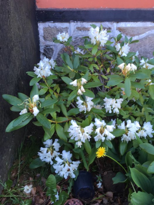 Vita blommande liljekonvaljer och en ensam maskros vid husvägg och trottoarkant.