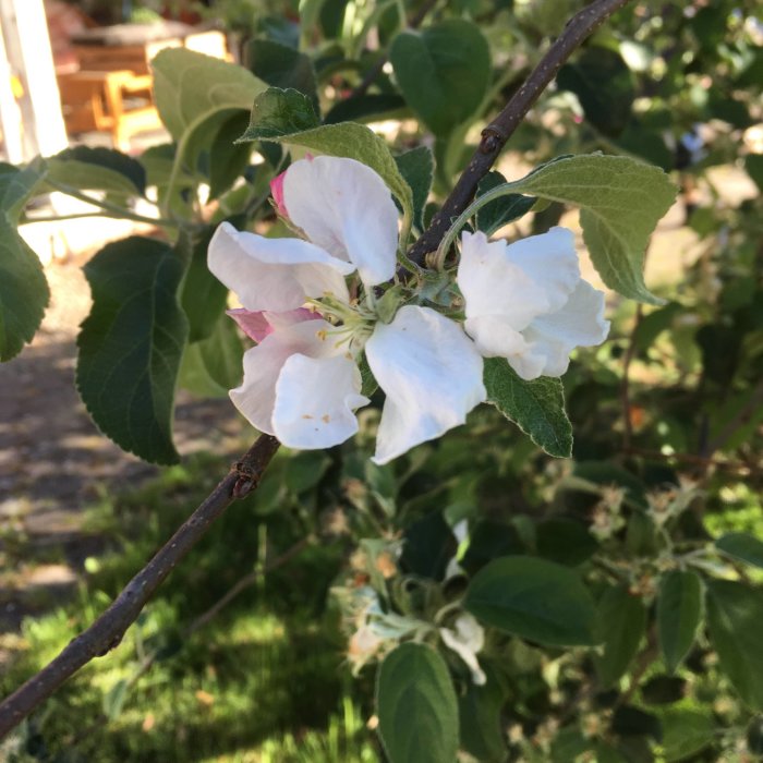 Vita och rosa blommor på ett äppelträd med gröna blad i en trädgård.