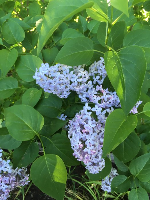 Ljuslila syrenblommor och gröna blad i en trädgård som indikerar vårens ankomst.