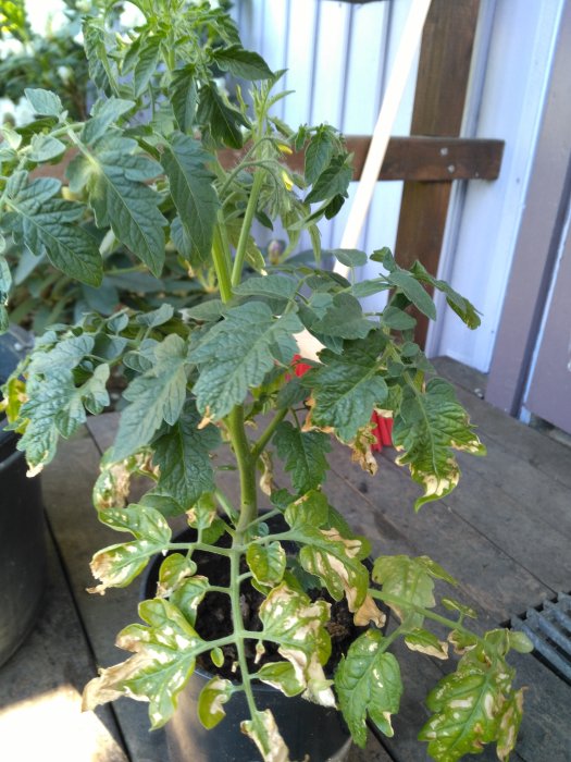 Tomatplanta med bruna och vissnande blad i en kruka, placerad framför en trävägg och golv.