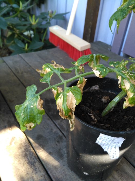 Vissna och brända blad på planta i kruka på träbord, bredvid en röd kvast.