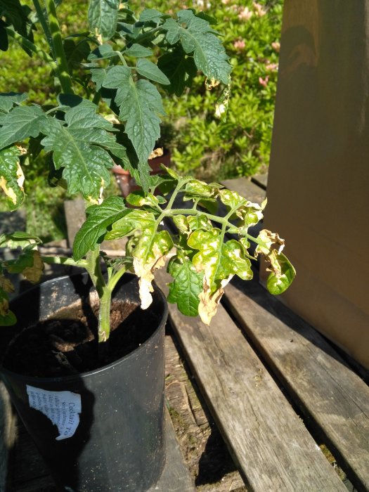 Plant i kruka med bruna och vissna blad, står på en träbänk utomhus med grönska i bakgrunden.