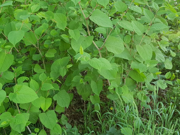 Tät vegetation med gröna blad och stammar, indikerar behandlad yta med framgångsrik tillväxt.