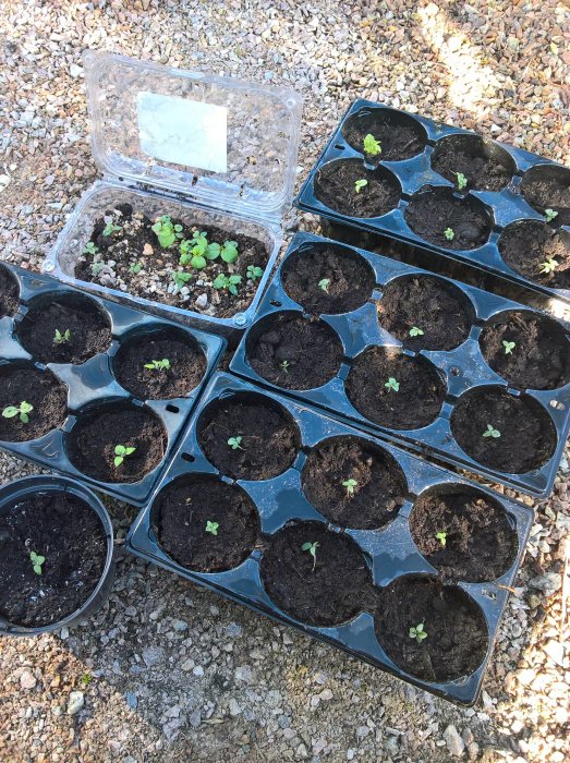 Krukor med jord och nyligen grodda plantor på grusunderlag, inklusive en bortsedd Physalis.