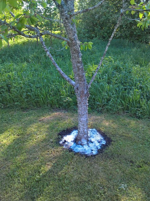 Fruktträd kalkat vid stammen med grönt gräs och högt gräs i bakgrunden.