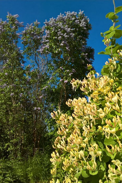 Syrén och kaprifol i blom mot klarblå himmel, sommarväxtlighet under solig himmel.