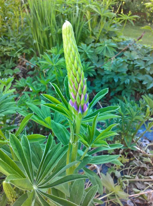 Lupin i knopp omgiven av gröna växter i en trädgård, symboliserar väntan på regn under sommarvärme.