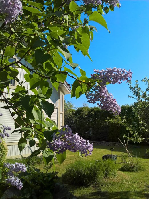 Syrenblommor i förgrunden med en lummig trädgård och vit trävilla i bakgrunden under klarblå himmel.