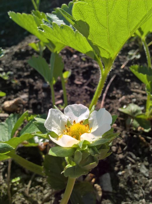 Vit blomma med daggdroppar i solig trädgård som symboliserar torrt högsommarväder i maj.