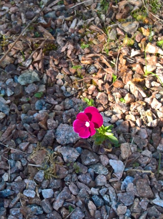 En ensam rosa blomma växer bland stenig och torr mark.