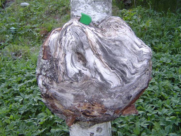 Stor, knytnävsformad knöl på björkstammen omgiven av gröna växter.