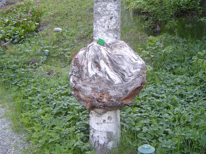 En stor, skadad knöl på en död björk omgiven av grönska.