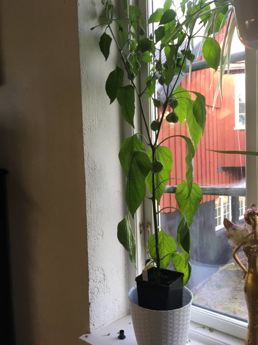 Aji Fantasy-chiliväxt i kruka vid fönster, gröna blad och unga frukter synliga.