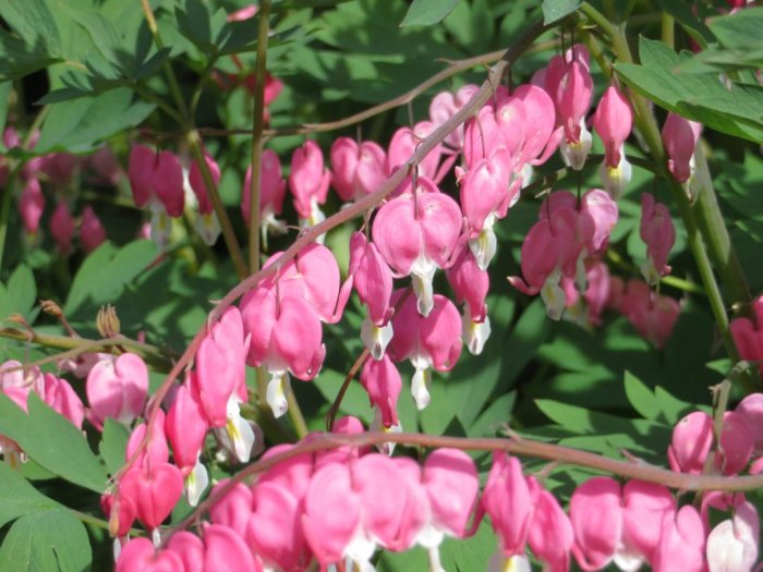 Löjtnantshjärta (Dicentra spectabilis) i blom med rosa hjärtformade blommor och gröna blad.