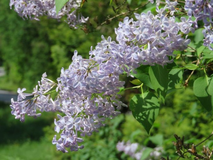 Närbild på blommande syren med lila klasar och gröna blad i dagsljus.