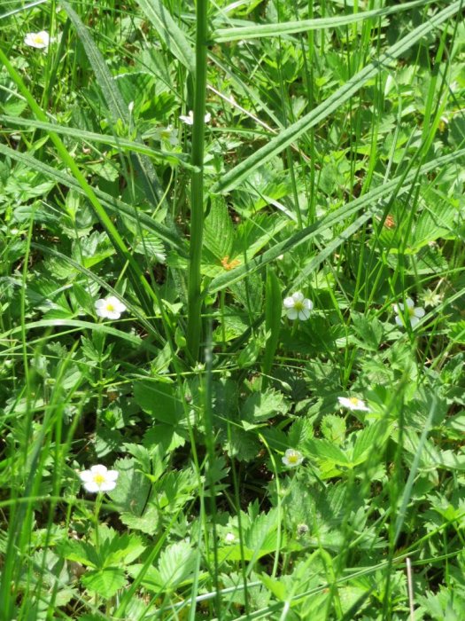 Närbild av en blandning av gröna växter och blommor i skogsmark, inklusive vita blommor som kan vara smultronblommor.