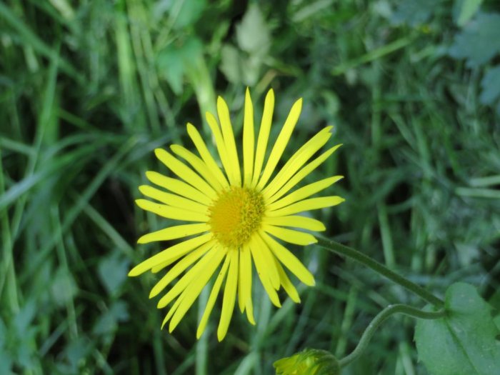 Gul blomma som liknar Doronicum orientale (Gemsrot) i närbild med oskarp grön bakgrund.