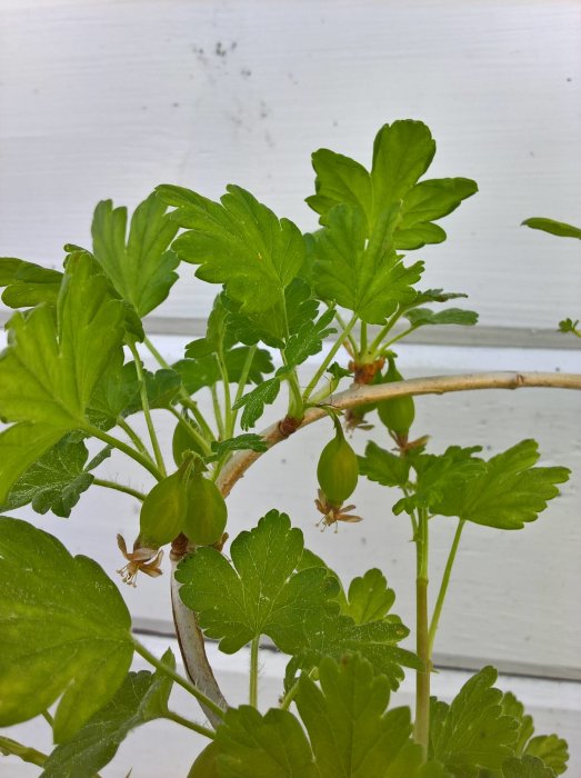 Gooseberry plant with young berries and fresh green leaves against a white background.