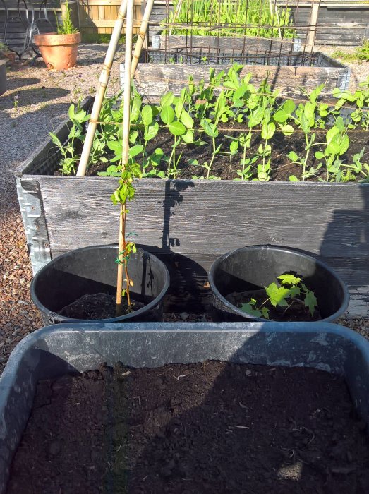 Trädgårdsland med nyplanterade squash i baljor och växande grönsaksplantor i pallkrage.