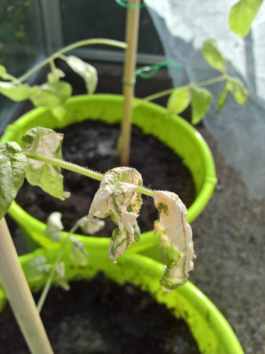 Vissen squashplanta i grön balja med slarvigt upphängd skuggduk i bakgrunden.