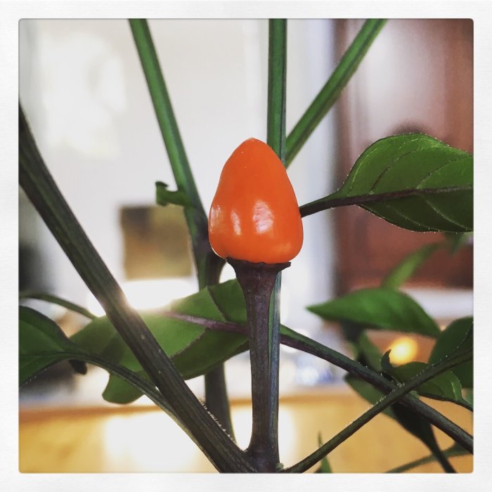 Liten, röd, konformad frukt på gren bland gröna blad mot suddig inomhusbakgrund.