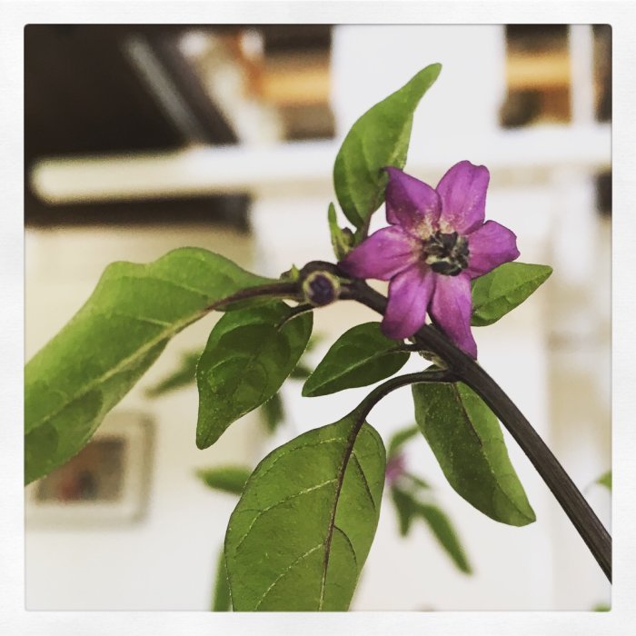 En lila CAP1546-blomma med gröna blad och omogna fruktknopp på suddig bakgrund.