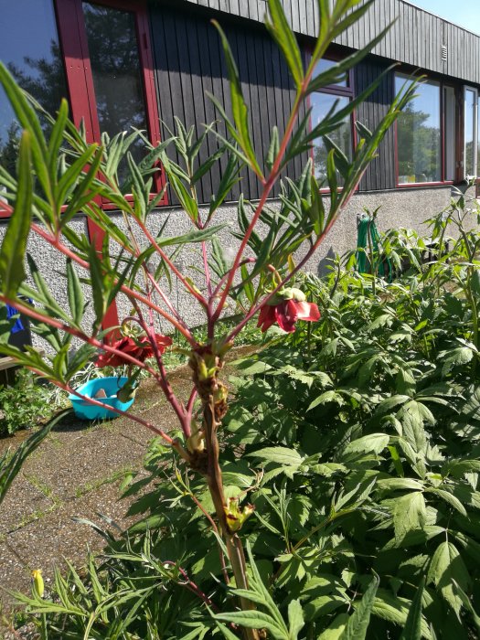 Blommande växt med röda knoppar framför ett hus med röda fönsterkarmar och spegelglas.