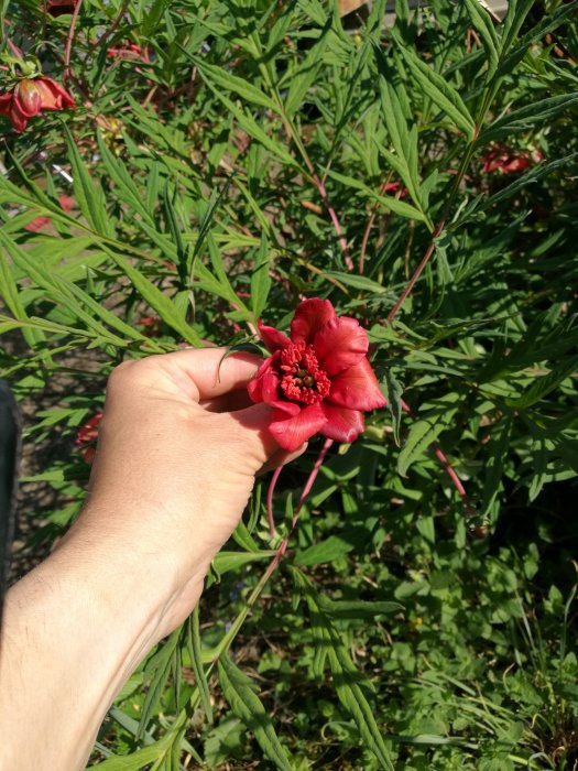 Hand håller en röd blomma med gröna blad i bakgrunden.