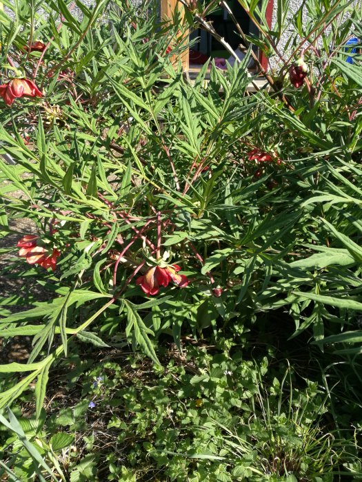 En bild av en okänd blommande växt med röda blommor bland gröna blad i en trädgård.