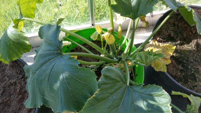 Squashplanta med blommor och stora gröna blad i en planteringskärl.