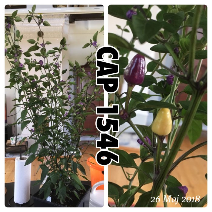 Två bilder av CAP1546-chiliväxter med lila blommor och chilifrukter i olika färger.