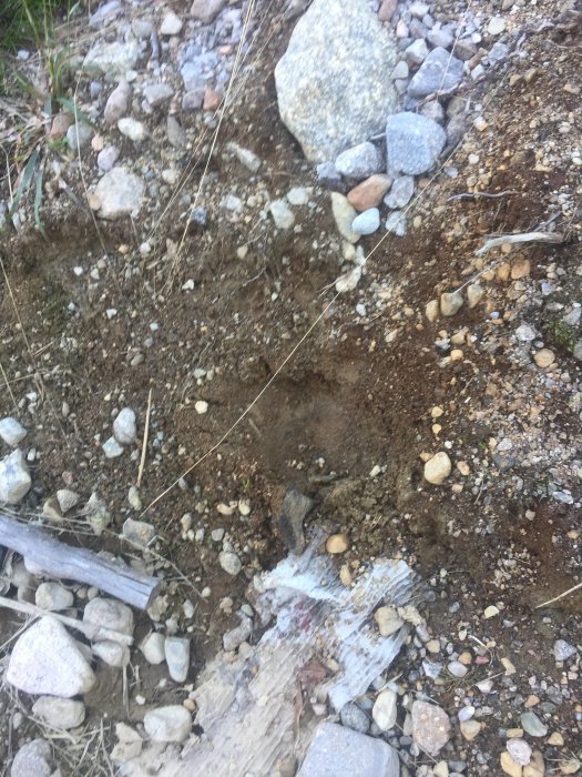 Mark med blandning av stenar och sand där barrskog tidigare vuxit.