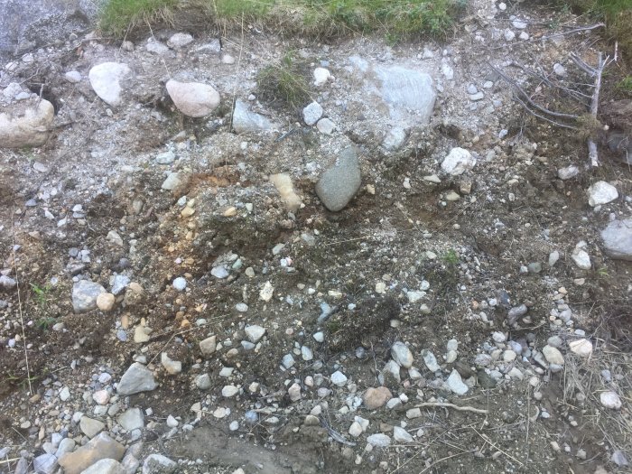 Sandig och stenig mark med spår av barr och grenar där barrskog tidigare vuxit.