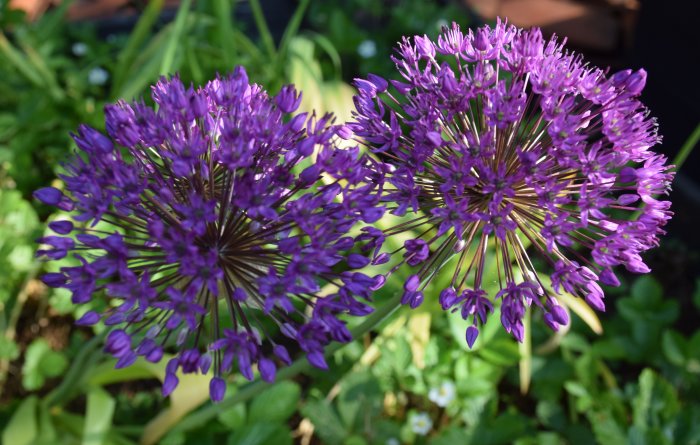 Lila blommande klotlök i full blom i en trädgård, symboliserar en snabb vårblomning.