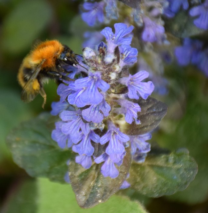 Humla som samlar nektar på lila blommande växt i en trädgård.