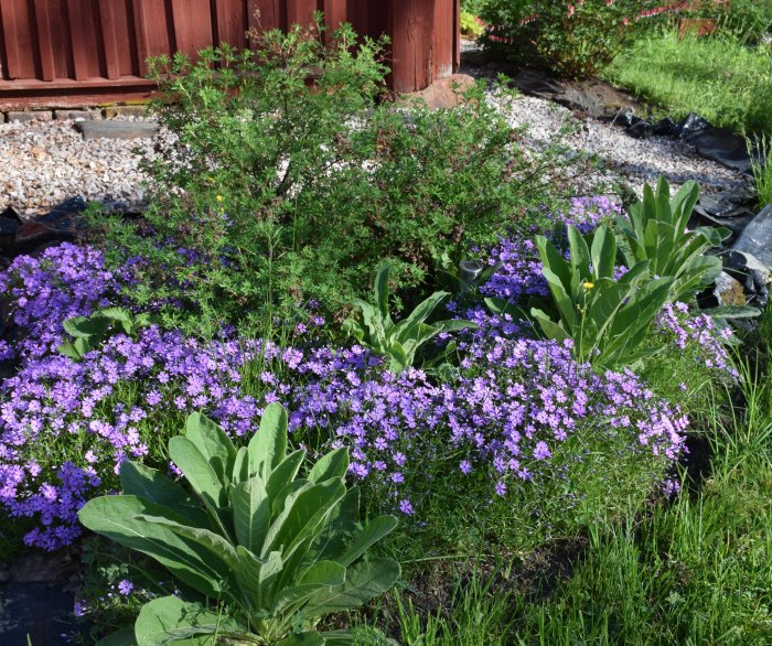 Blomstrande trädgård med lila blommor och gröna växter mot röd staketbakgrund.