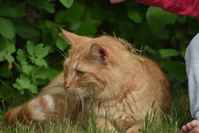 Rödbrun katt i gräset bredvid en häck med en persons hand som sträcks ut mot den.