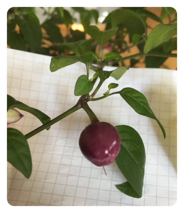 En mogen Filius Blue chili på en planta med gröna löv och ett omoget fruktstadium i bakgrunden.