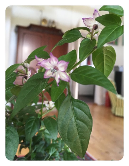 Chiliväxten 'Filius Blue' med lila blommor och gröna löv i kruka inomhus.